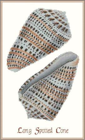 (image for) Shell Long Spotted Cone
